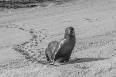 Close-up of sea lion on sand at beach