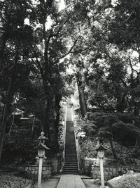 View of stairs along trees in park