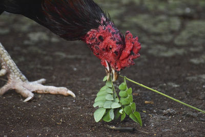 Close-up of a bird on a field