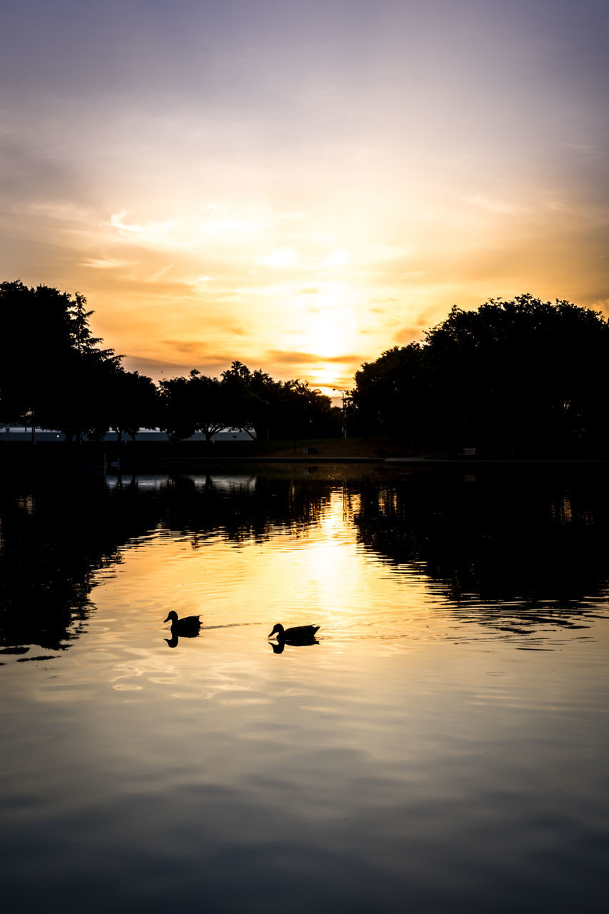 sunset, water, reflection, lake, bird, animal themes, silhouette, tree, sky, waterfront, duck, wildlife, animals in the wild, orange color, swan, swimming, tranquil scene, scenics, river, nature