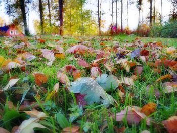 Plants growing in forest during autumn