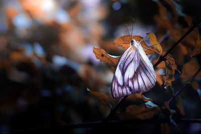 Beautiful macro image of a butterfly sleeping on branches after rain