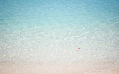 High angle view of fish in sea