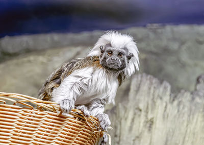 Portrait of dog in basket