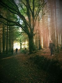 Trees in forest