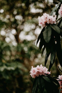 Close-up of pink cherry blossoms