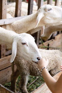 Teenage feeding sheep behind the fence.