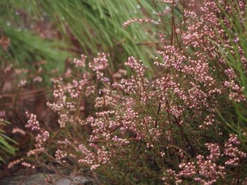 Close-up of flowers growing on tree
