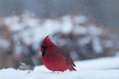 Close-up of hummingbird on snow field