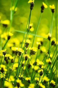 Close-up of yellow flowering plants on field