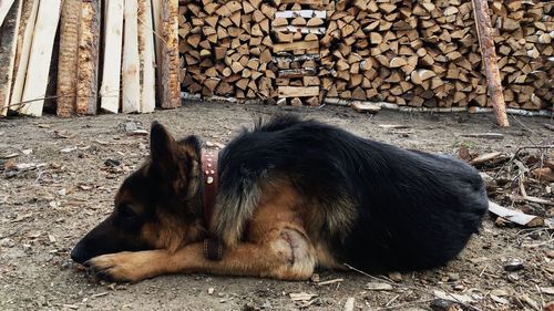 Dog resting on wood