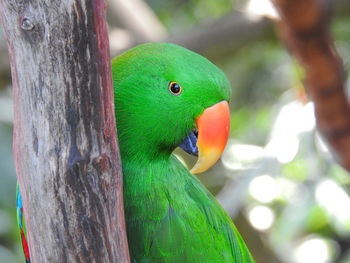 Close-up of parrot