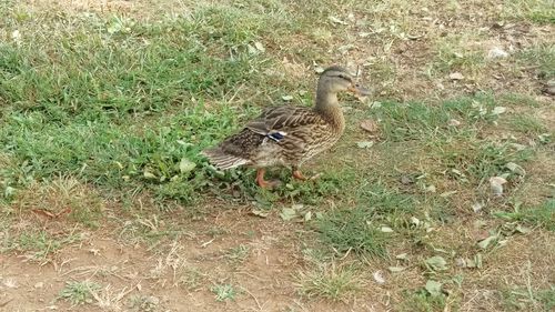 View of bird on field