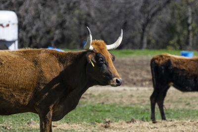 Cow standing in a field