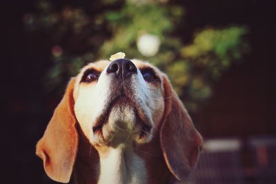 Close-up of dog