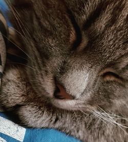 Close-up of cat sleeping