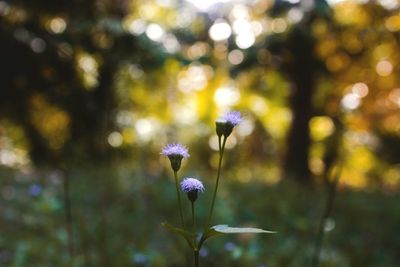 Close-up of purple flowering plant on land