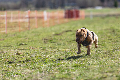 Dog running straight on camera and chasing coursing lure on green field