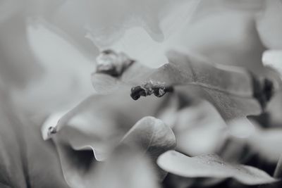 Close-up of flower