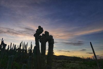 Silhouette cacti on field against sky during sunset