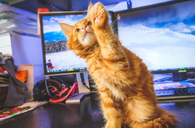 Cat sitting on shelf