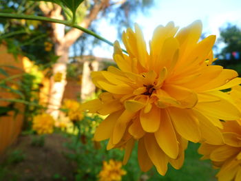 Close-up of yellow flower blooming outdoors