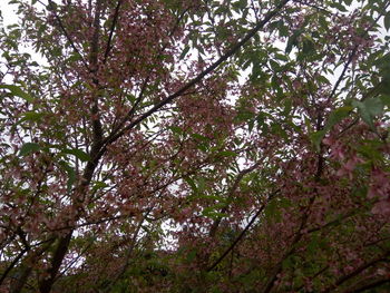 Low angle view of trees in forest