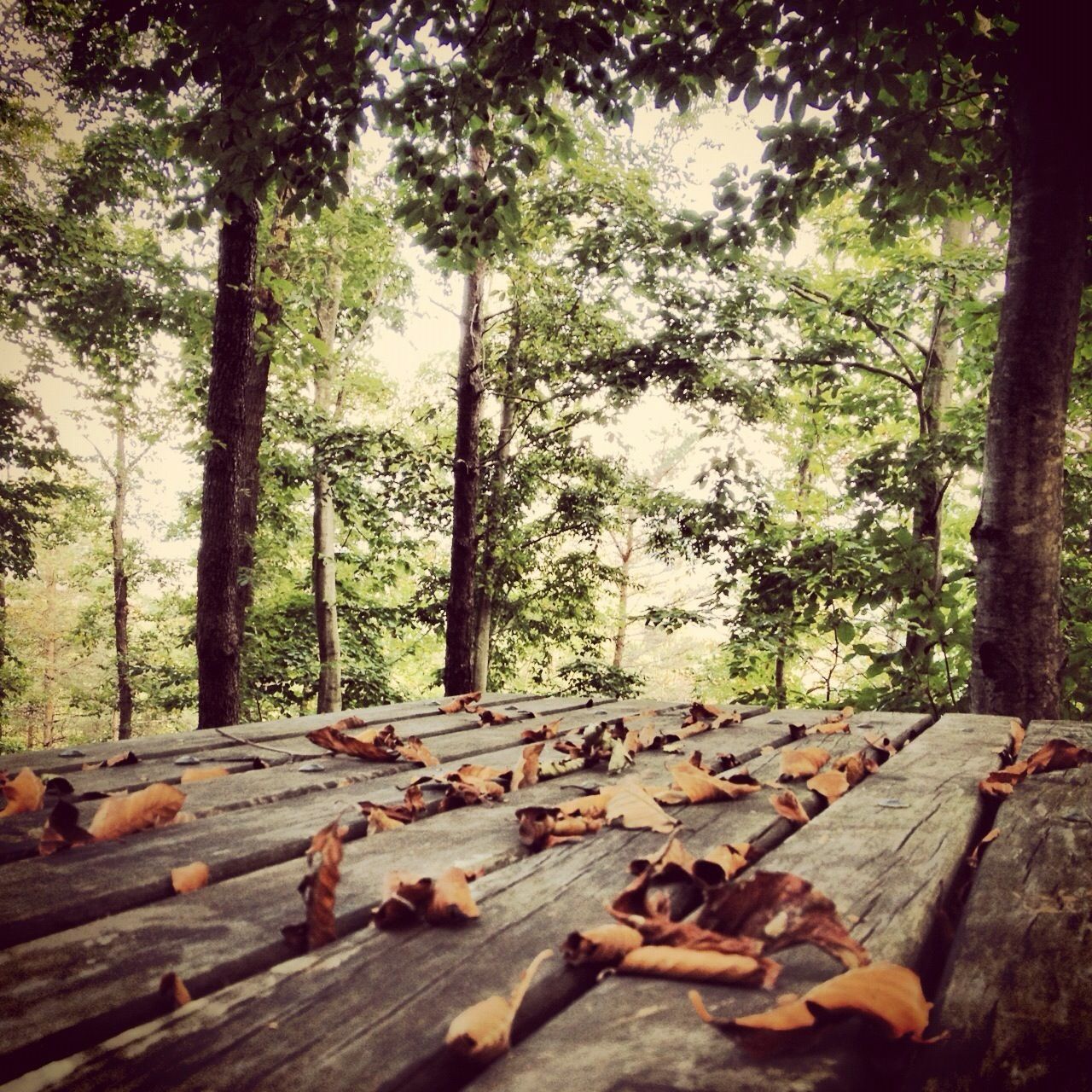 tree, wood - material, leaf, tranquility, forest, nature, day, wooden, growth, log, outdoors, abandoned, wood, built structure, no people, tree trunk, tranquil scene, damaged, autumn, abundance