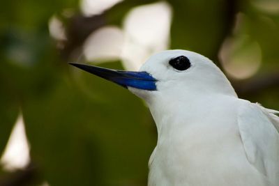 Close-up of white bird