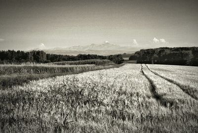 Scenic view of field against sky