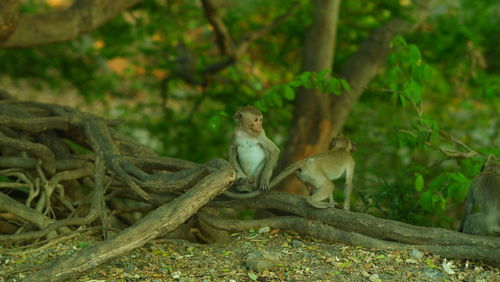 Monkeys in a forest