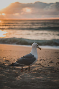 Seagull perching at beach