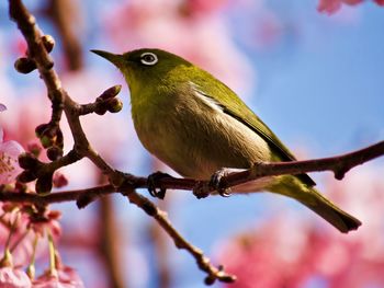 Close-up of bird perching on branch in front of cherry blossoms