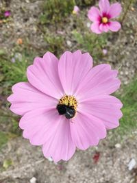 Close-up of bee on pink flower