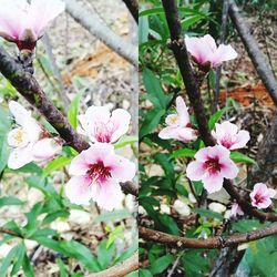 Close-up of pink flowers