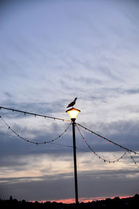 Low angle view of silhouette bird against sky at dusk
