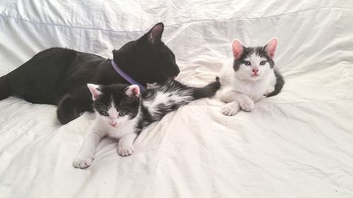 High angle view of cats relaxing on bed