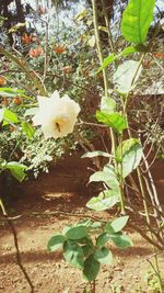 Close-up of white flowering plant