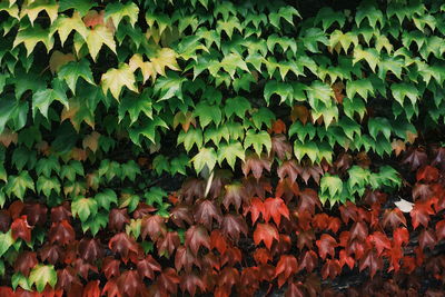 Full frame shot of ivy growing on field