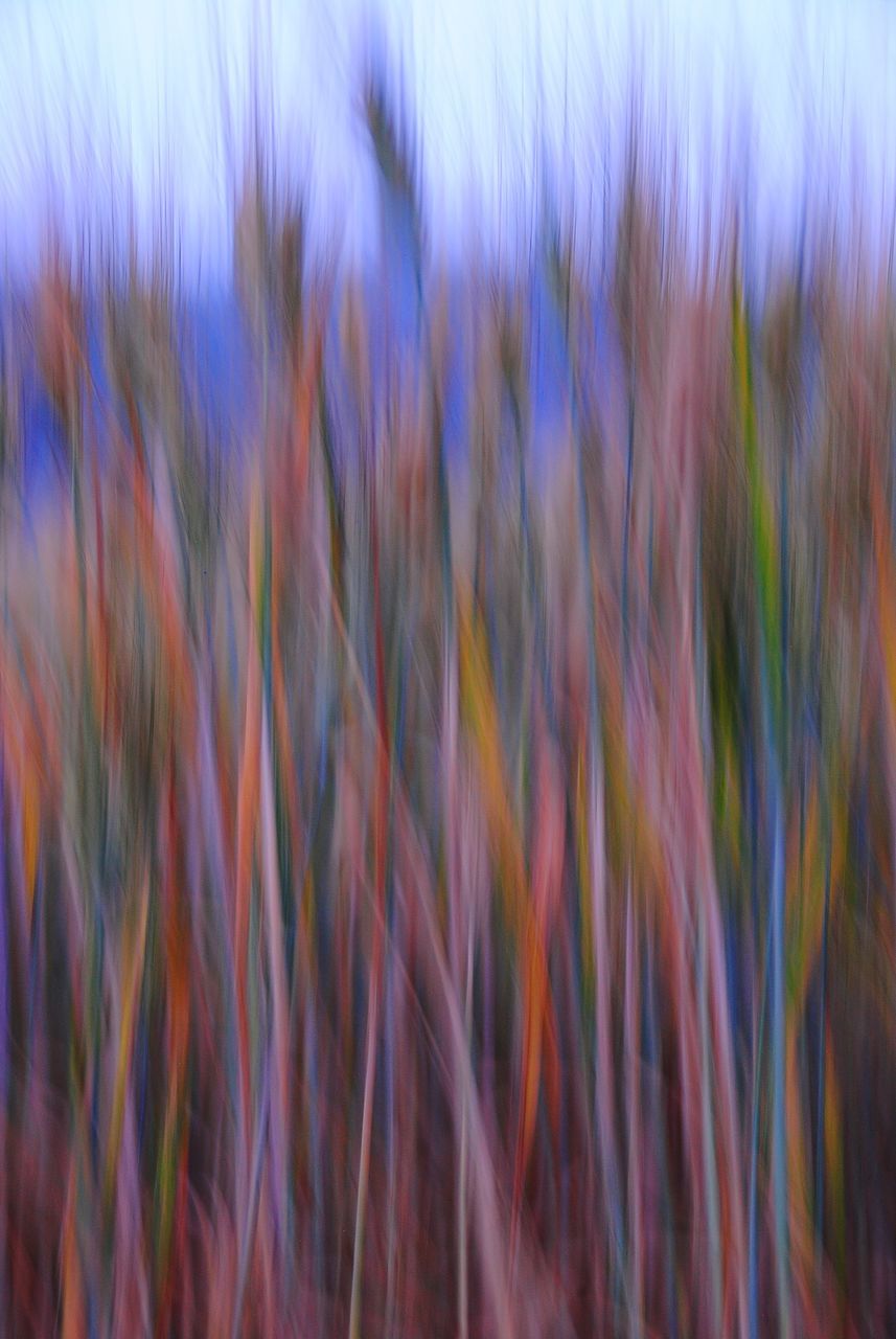 Blurred Puntidivista