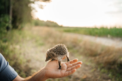 Man holds a hedgehog in the palm of his hand