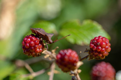 Close-up of red berries growing on plant