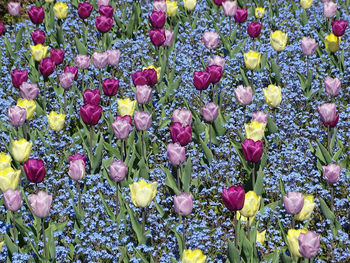 Full frame shot of flowers