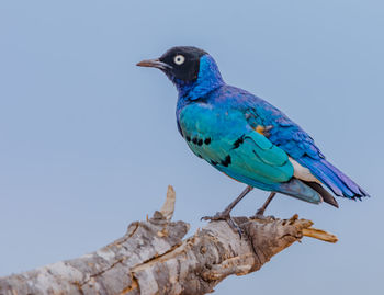 Low angle view of a sterling  bird perching against clear blue sky