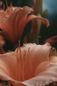 Close-up of orange rose