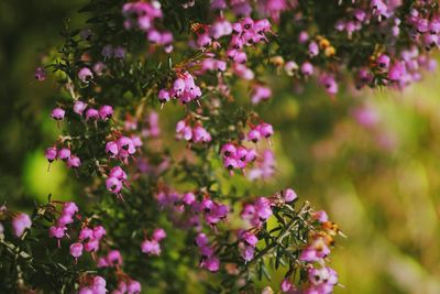 Close-up of pink flowers