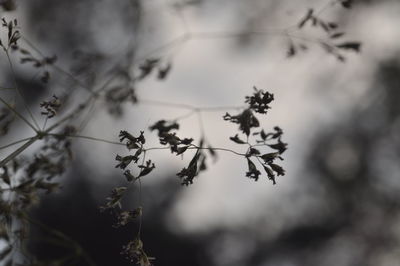 Close-up of plant against blurred background
