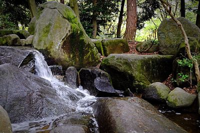 Scenic view of waterfall in forest