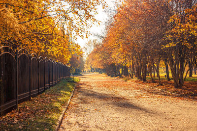 Footpath amidst trees during autumn