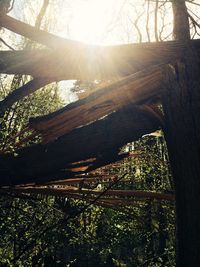 Sun shining through trees